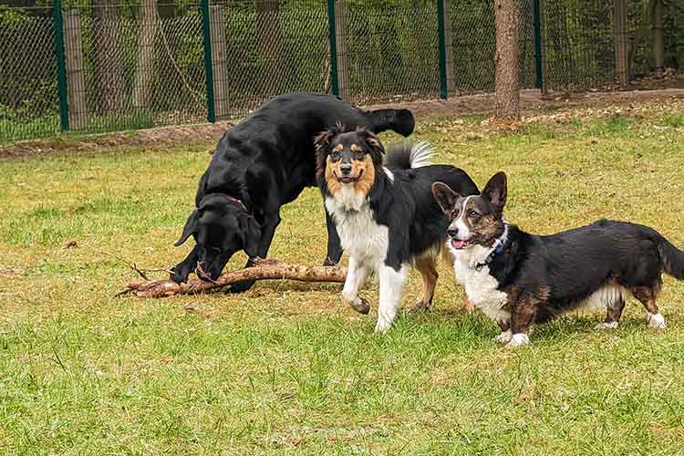 Four Dogs Außengelände