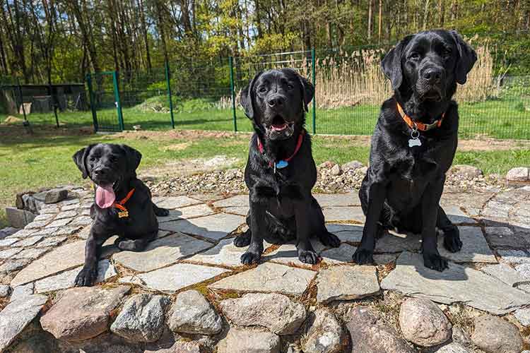 Four Dogs Außengelände