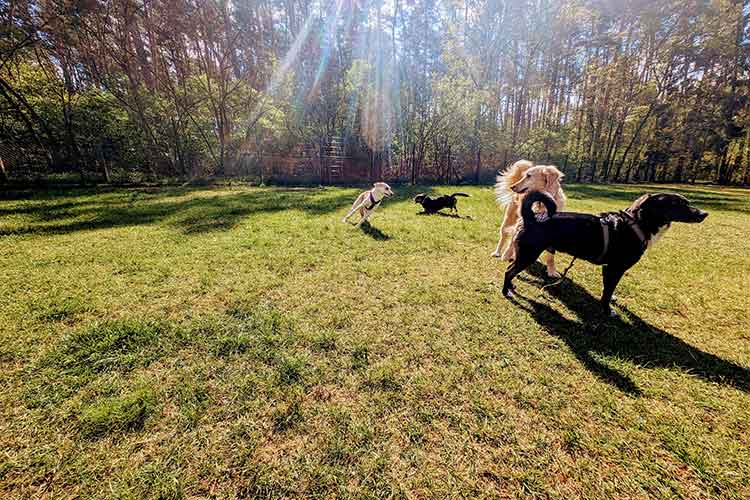 Four Dogs Außengelände