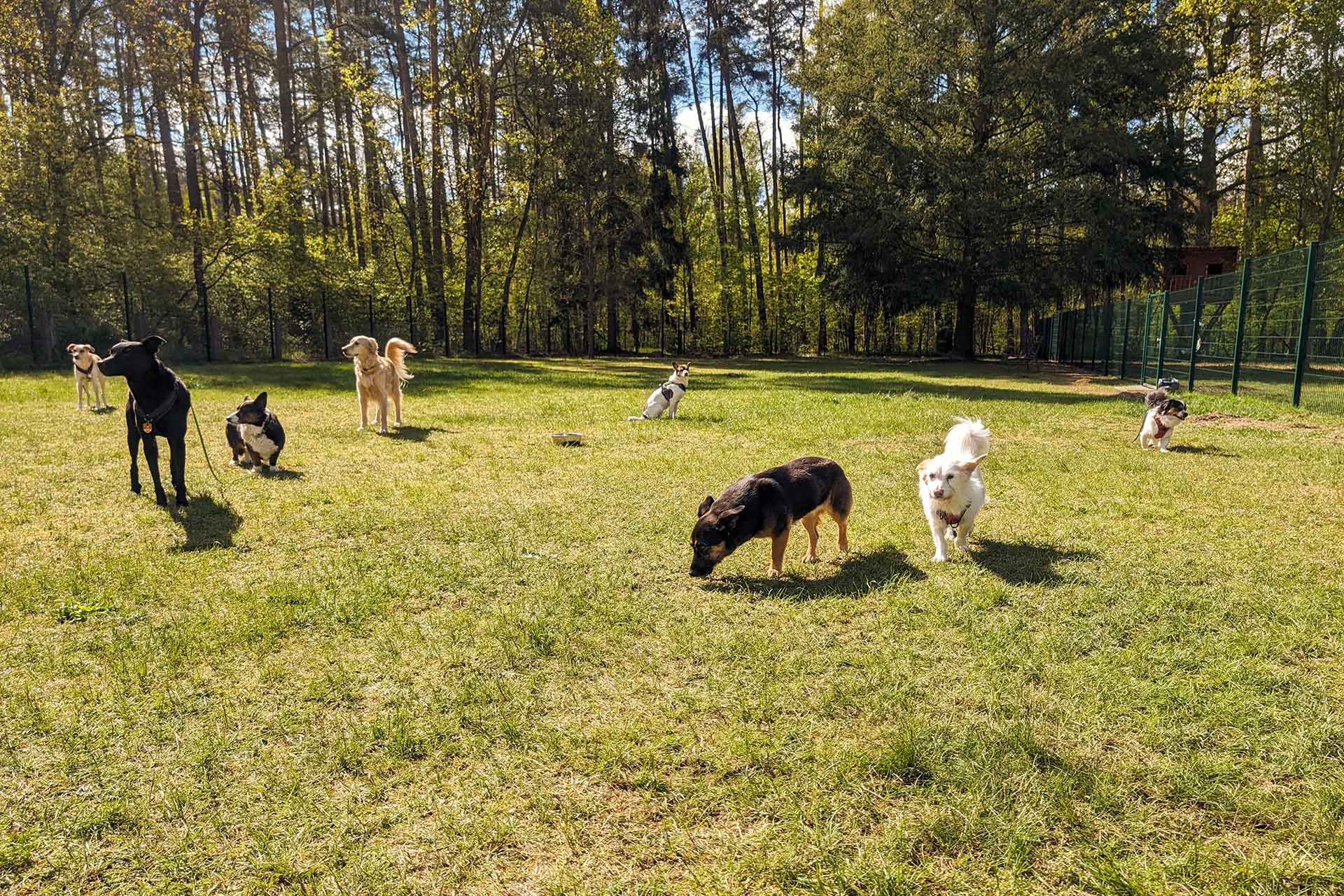 Four Dogs Galerie Unser Hundehotel In Bildern