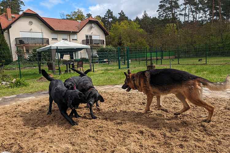 Four Dogs Außengelände