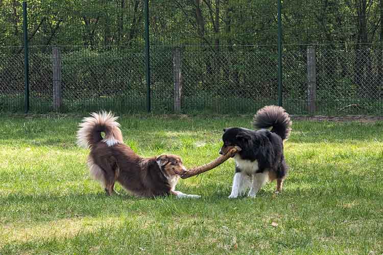 Four Dogs Außengelände