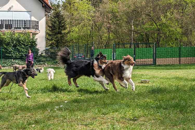 Four Dogs Außengelände