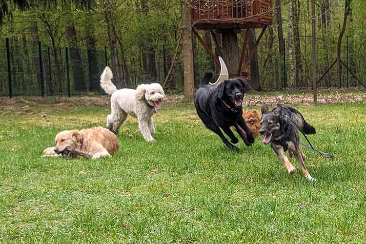 Four Dogs Außengelände