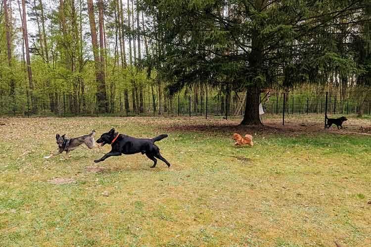 Four Dogs Außengelände