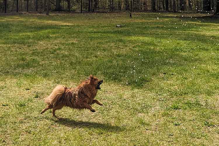 Four Dogs Außengelände