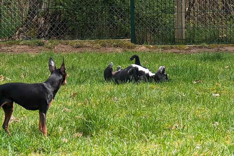 Four Dogs Außengelände