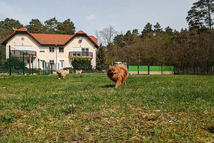 Four Dogs Außengelände