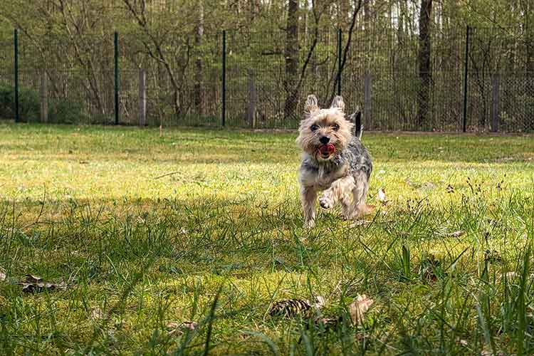 Four Dogs Außengelände