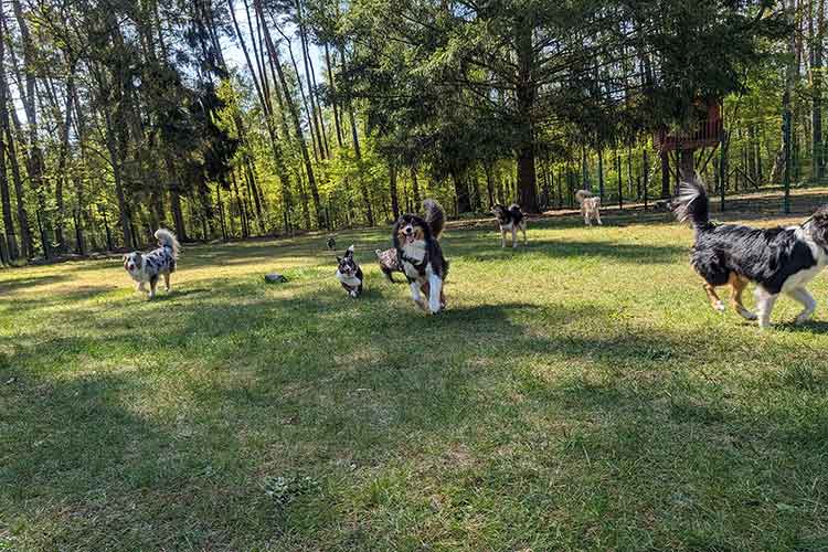 Four Dogs Außengelände