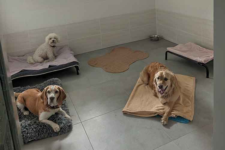 Four Dogs Innenbereich