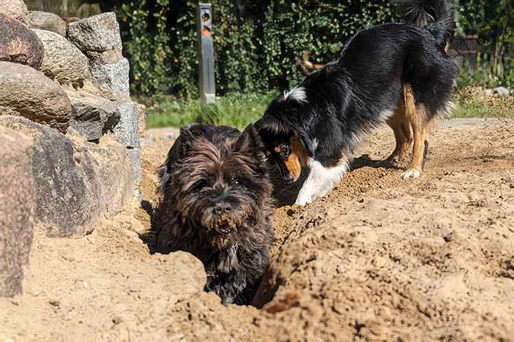 Four Dogs Außengelände
