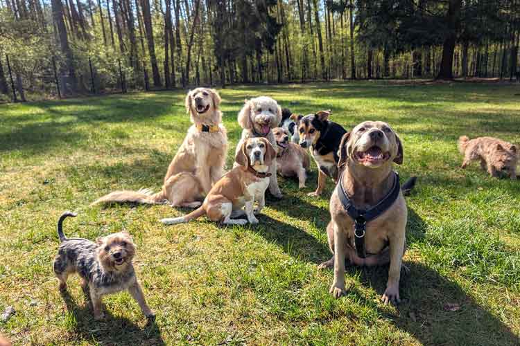 FourDogs Hundehotel Außenbereich