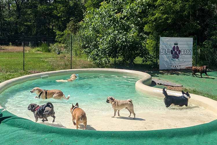 FourDogs Hundehotel mit großem Hundepool