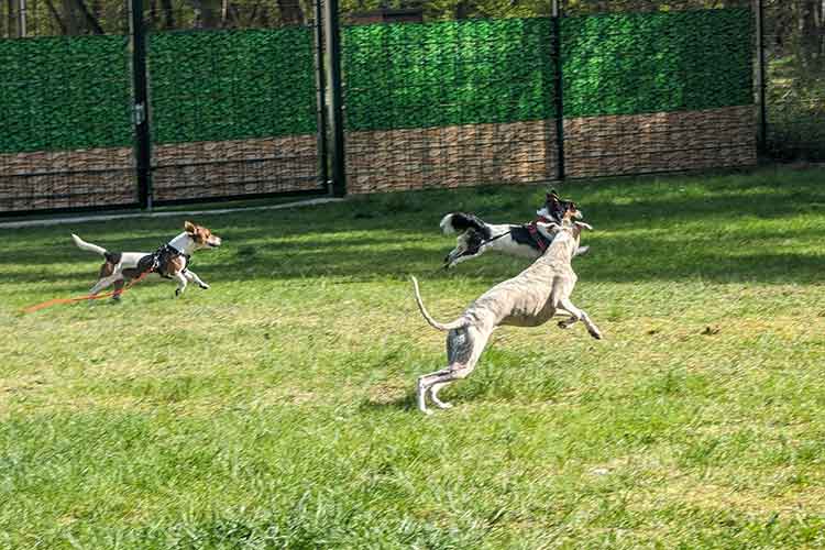 Four Dogs Außengelände