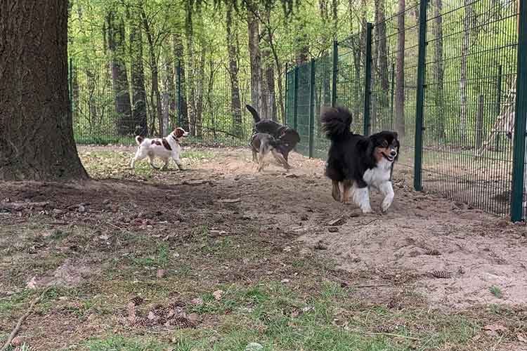 Four Dogs Außengelände