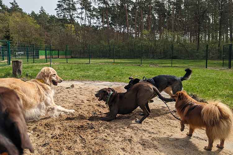 Four Dogs Außengelände