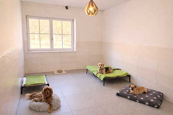 Gemütliche Hundezimmer