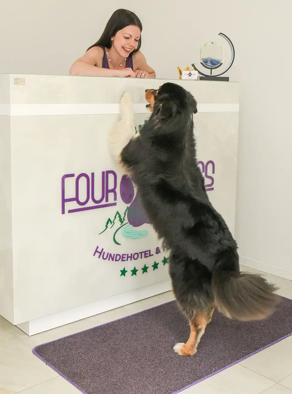 Hunde lieben es hier