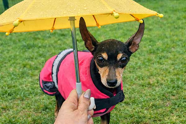 Four Dogs – Hunde beim Spielen