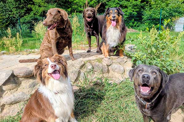 Four Dogs – Hundezimmer