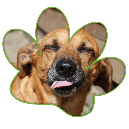 Hund