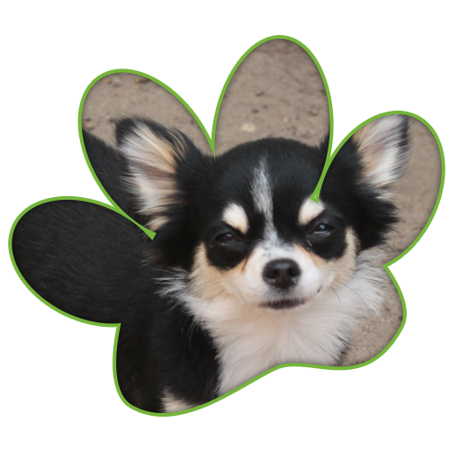 Hund