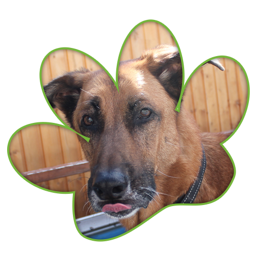 Hund